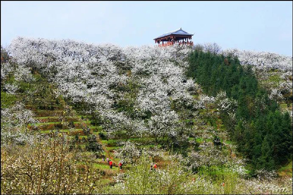 【春天，广西桂林灌阳县向您发出邀请！】我们在灌阳看梨花 - 游山玩水 - 黑河生活社区 - 黑河28生活网 heihe.28life.net
