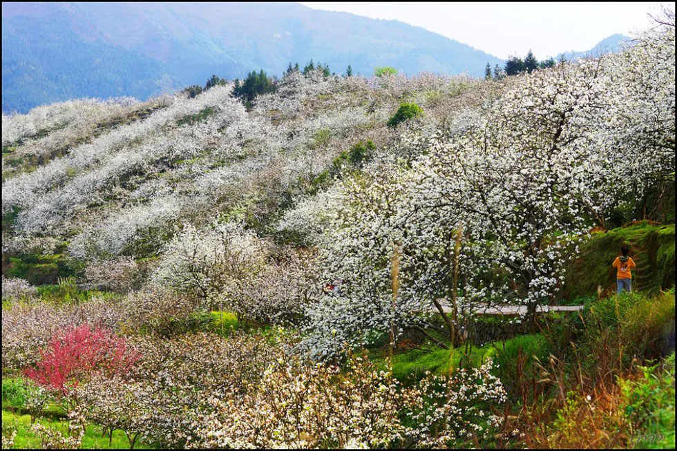 【春天，广西桂林灌阳县向您发出邀请！】我们在灌阳看梨花 - 游山玩水 - 黑河生活社区 - 黑河28生活网 heihe.28life.net