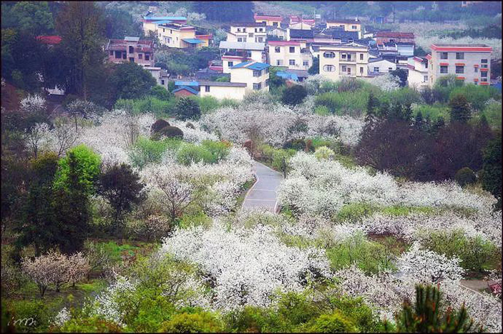 【春天，广西桂林灌阳县向您发出邀请！】我们在灌阳看梨花 - 游山玩水 - 黑河生活社区 - 黑河28生活网 heihe.28life.net