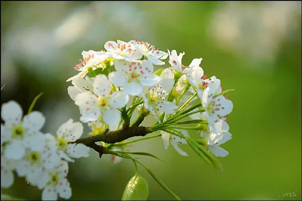 【春天，广西桂林灌阳县向您发出邀请！】我们在灌阳看梨花 - 游山玩水 - 黑河生活社区 - 黑河28生活网 heihe.28life.net