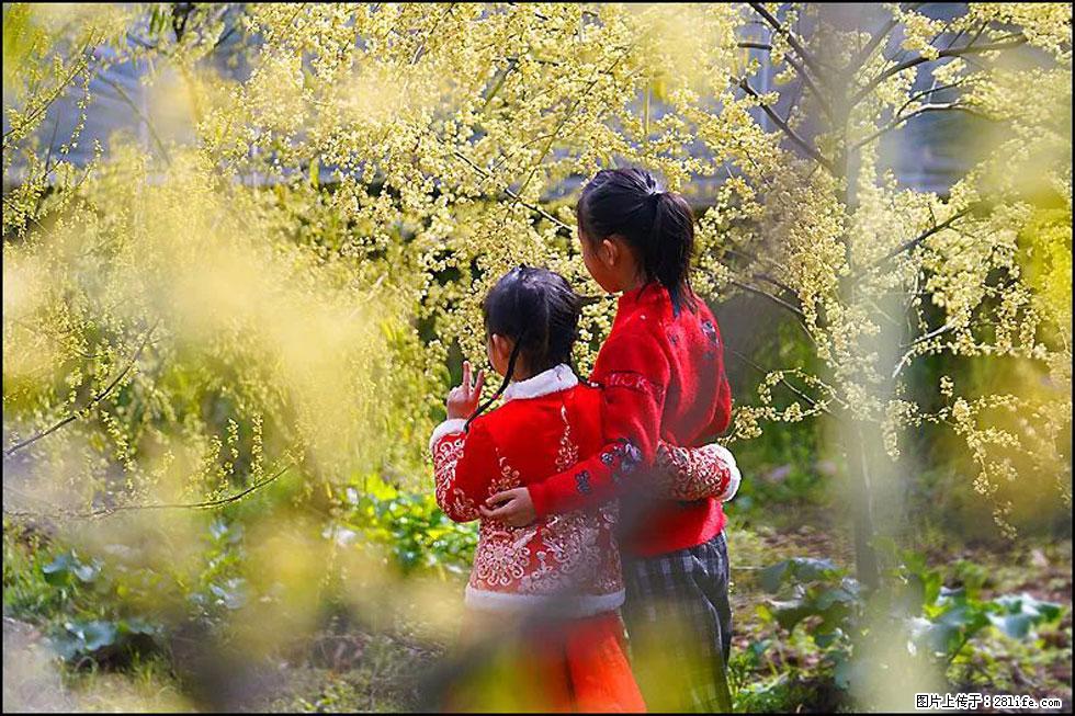 【春天，广西桂林灌阳县向您发出邀请！】米珠山前有片山苍子花在飘香 - 游山玩水 - 黑河生活社区 - 黑河28生活网 heihe.28life.net