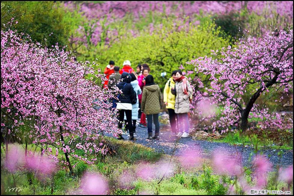 【春天，广西桂林灌阳县向您发出邀请！】官庄村有个醉美的桃花园 - 游山玩水 - 黑河生活社区 - 黑河28生活网 heihe.28life.net