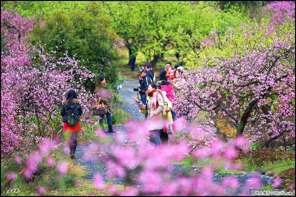 【春天，广西桂林灌阳县向您发出邀请！】官庄村有个醉美的桃花园 - 游山玩水 - 黑河生活社区 - 黑河28生活网 heihe.28life.net