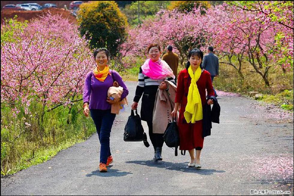 【春天，广西桂林灌阳县向您发出邀请！】官庄村有个醉美的桃花园 - 游山玩水 - 黑河生活社区 - 黑河28生活网 heihe.28life.net