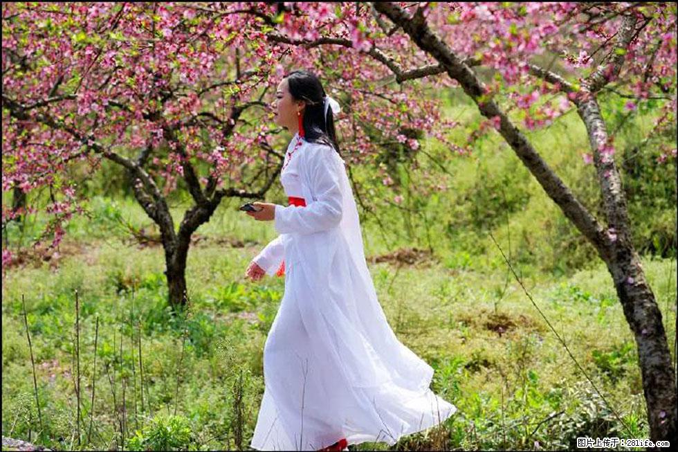 【春天，广西桂林灌阳县向您发出邀请！】官庄村有个醉美的桃花园 - 游山玩水 - 黑河生活社区 - 黑河28生活网 heihe.28life.net