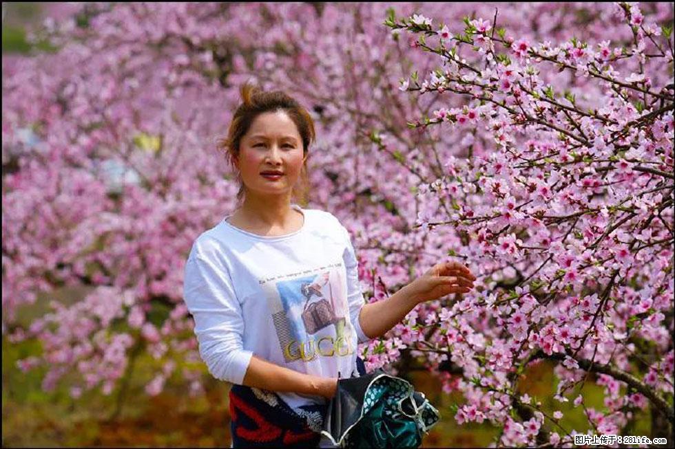 【春天，广西桂林灌阳县向您发出邀请！】官庄村有个醉美的桃花园 - 游山玩水 - 黑河生活社区 - 黑河28生活网 heihe.28life.net