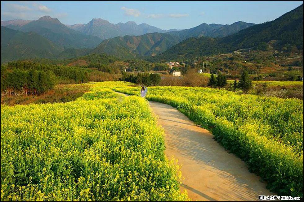 【春天，广西桂林灌阳县向您发出邀请！】长坪村油菜盛情花开 - 游山玩水 - 黑河生活社区 - 黑河28生活网 heihe.28life.net