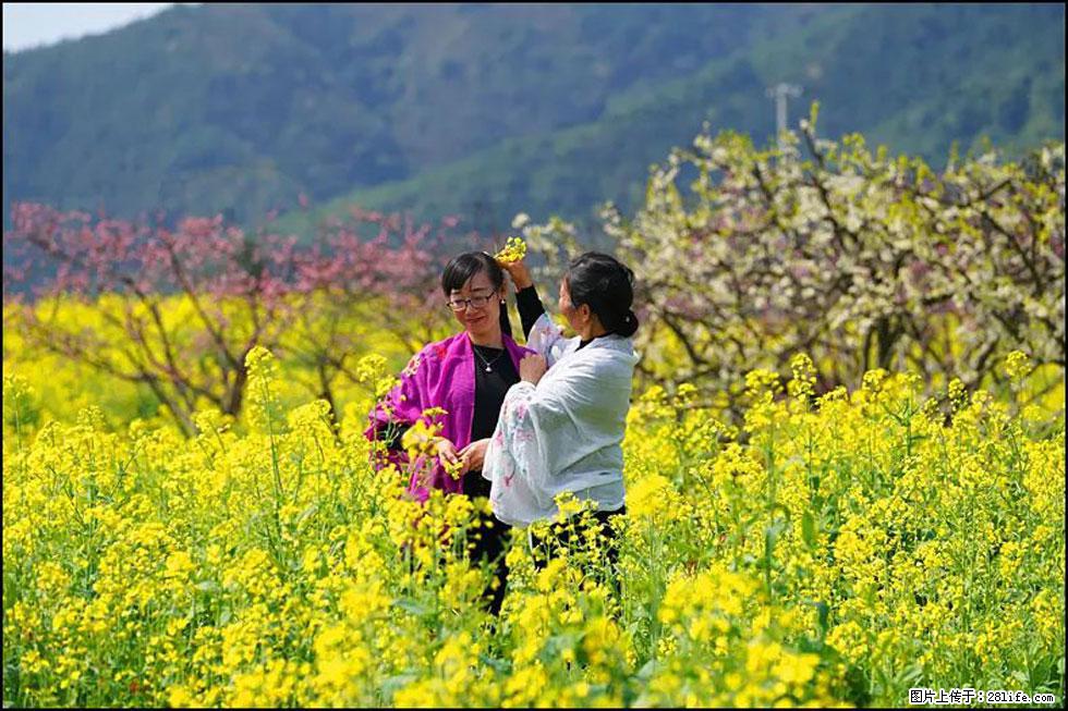 【春天，广西桂林灌阳县向您发出邀请！】长坪村油菜盛情花开 - 游山玩水 - 黑河生活社区 - 黑河28生活网 heihe.28life.net