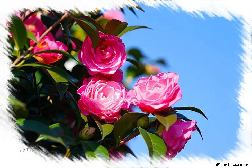 【春天，广西桂林灌阳县向您发出邀请！】杨柳井茶花惹人爱 - 游山玩水 - 黑河生活社区 - 黑河28生活网 heihe.28life.net