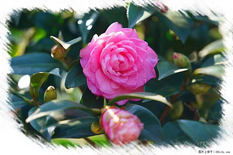 【春天，广西桂林灌阳县向您发出邀请！】杨柳井茶花惹人爱 - 游山玩水 - 黑河生活社区 - 黑河28生活网 heihe.28life.net