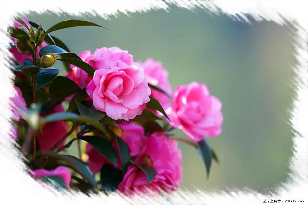 【春天，广西桂林灌阳县向您发出邀请！】杨柳井茶花惹人爱 - 游山玩水 - 黑河生活社区 - 黑河28生活网 heihe.28life.net