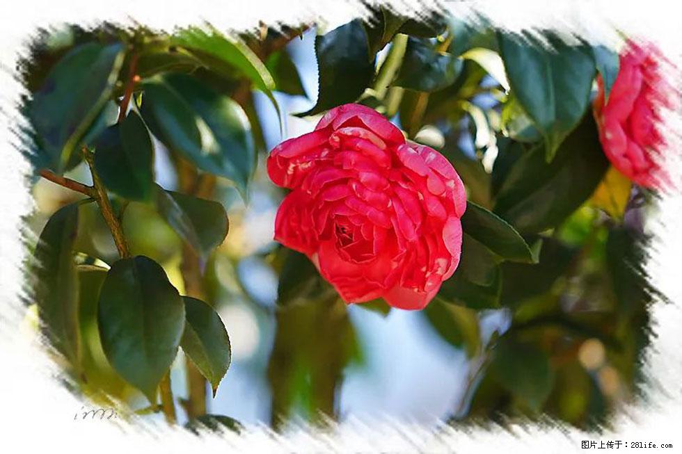 【春天，广西桂林灌阳县向您发出邀请！】杨柳井茶花惹人爱 - 游山玩水 - 黑河生活社区 - 黑河28生活网 heihe.28life.net