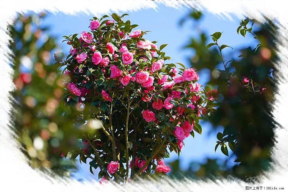 【春天，广西桂林灌阳县向您发出邀请！】杨柳井茶花惹人爱 - 游山玩水 - 黑河生活社区 - 黑河28生活网 heihe.28life.net
