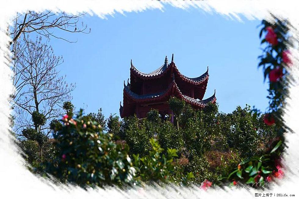 【春天，广西桂林灌阳县向您发出邀请！】杨柳井茶花惹人爱 - 游山玩水 - 黑河生活社区 - 黑河28生活网 heihe.28life.net