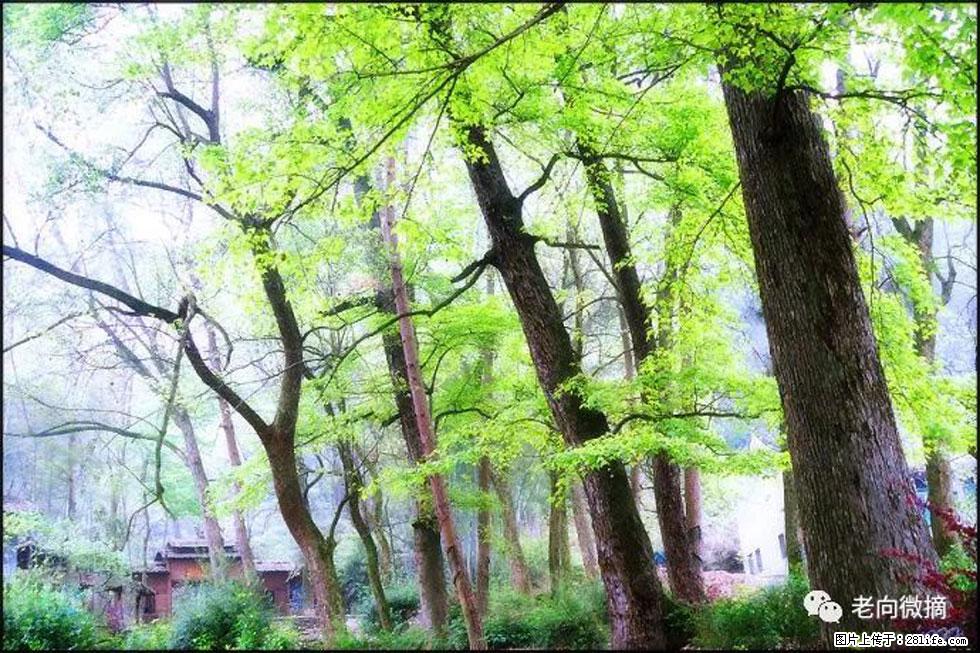 【春天，广西桂林灌阳县向您发出邀请！】在小龙村与春天约会 - 游山玩水 - 黑河生活社区 - 黑河28生活网 heihe.28life.net