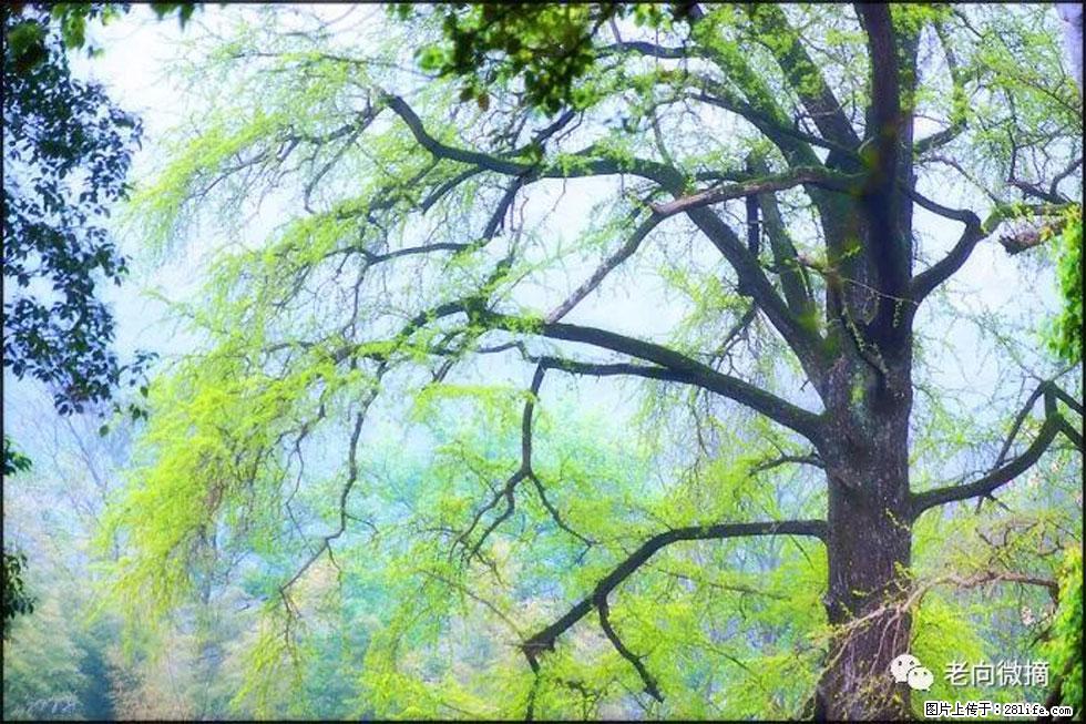 【春天，广西桂林灌阳县向您发出邀请！】在小龙村与春天约会 - 游山玩水 - 黑河生活社区 - 黑河28生活网 heihe.28life.net