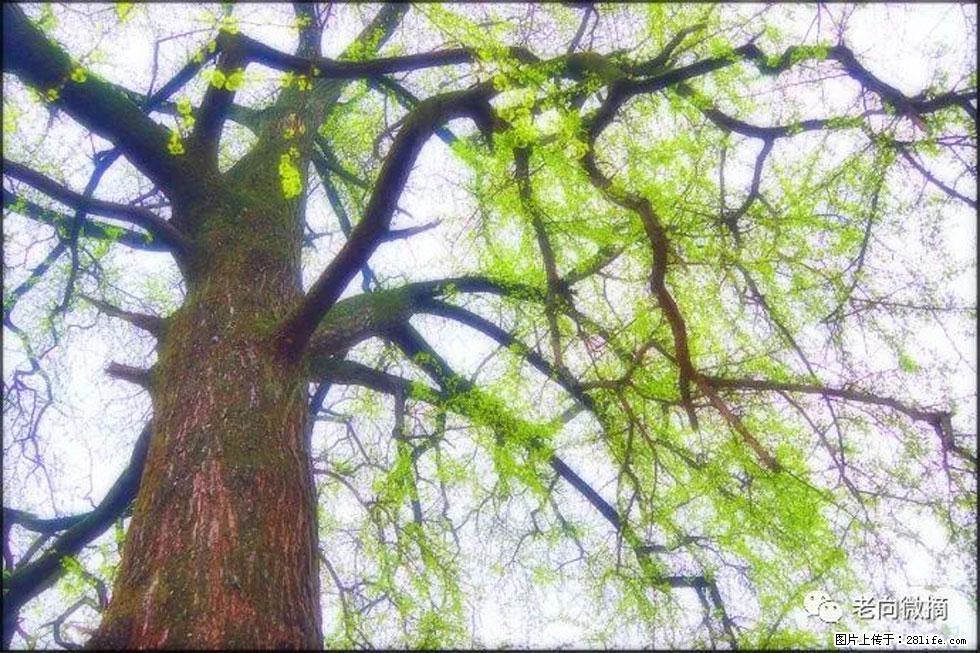 【春天，广西桂林灌阳县向您发出邀请！】在小龙村与春天约会 - 游山玩水 - 黑河生活社区 - 黑河28生活网 heihe.28life.net