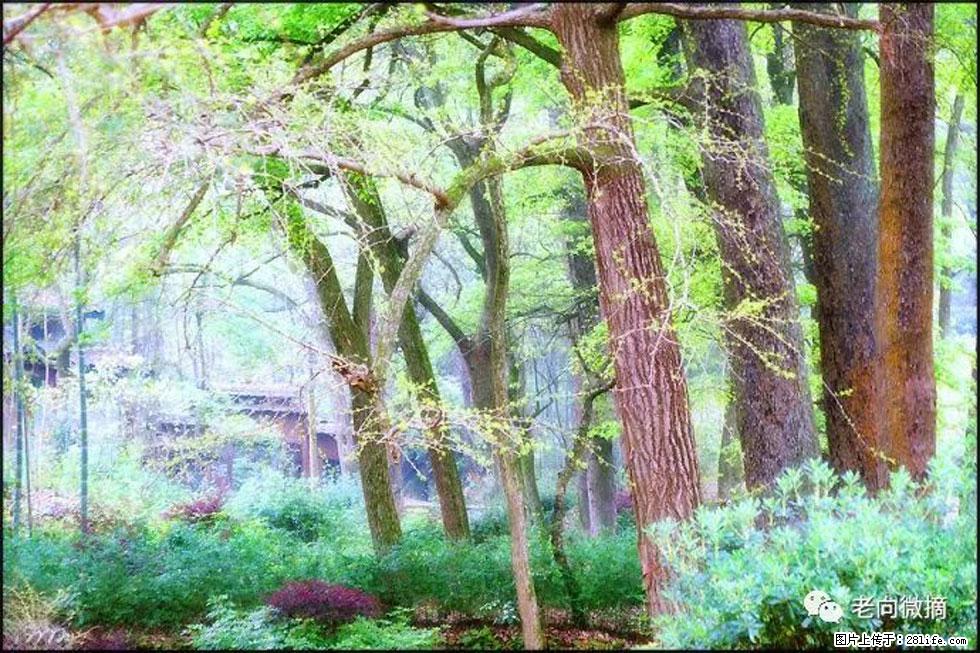 【春天，广西桂林灌阳县向您发出邀请！】在小龙村与春天约会 - 游山玩水 - 黑河生活社区 - 黑河28生活网 heihe.28life.net