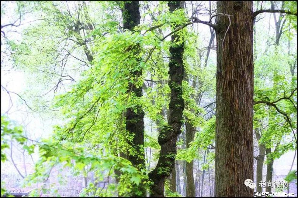 【春天，广西桂林灌阳县向您发出邀请！】在小龙村与春天约会 - 游山玩水 - 黑河生活社区 - 黑河28生活网 heihe.28life.net