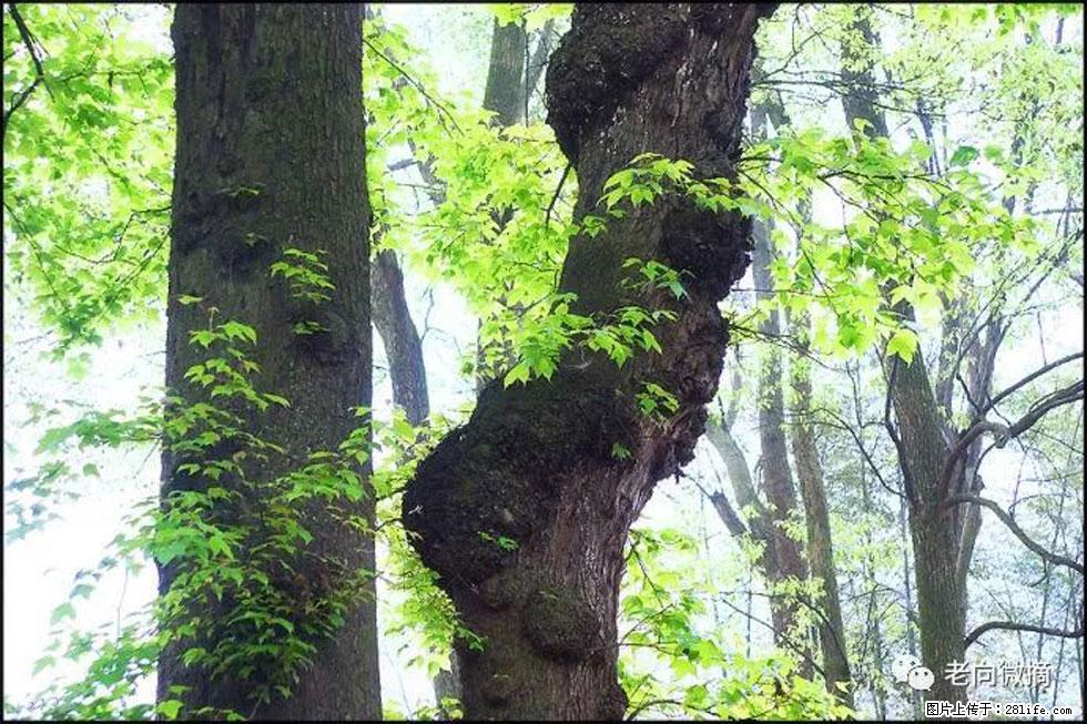 【春天，广西桂林灌阳县向您发出邀请！】在小龙村与春天约会 - 游山玩水 - 黑河生活社区 - 黑河28生活网 heihe.28life.net