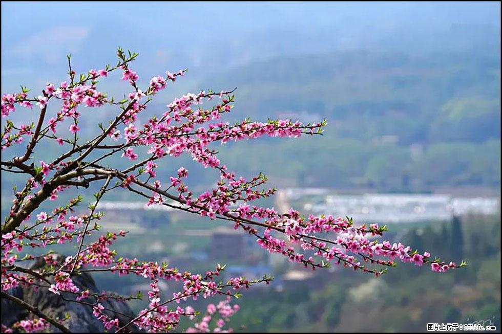 【春天，广西桂林灌阳县向您发出邀请！】望月岭上桃花开 - 游山玩水 - 黑河生活社区 - 黑河28生活网 heihe.28life.net