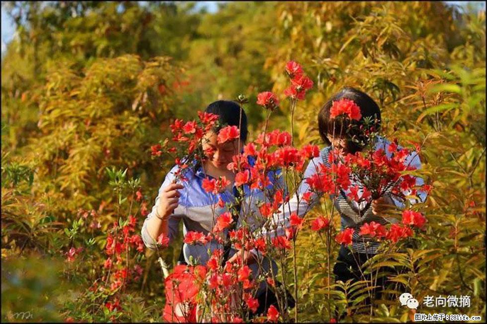 【春天，广西桂林灌阳县向您发出邀请！】登麒麟山，相约映山红 - 游山玩水 - 黑河生活社区 - 黑河28生活网 heihe.28life.net