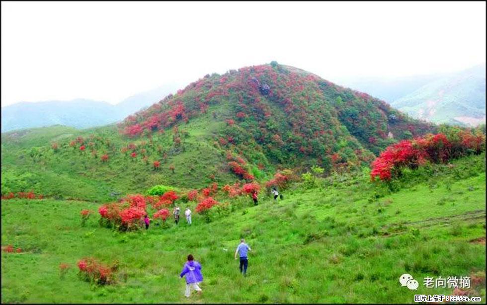 【春天，广西桂林灌阳县向您发出邀请！】宝盖山上映山红 - 游山玩水 - 黑河生活社区 - 黑河28生活网 heihe.28life.net
