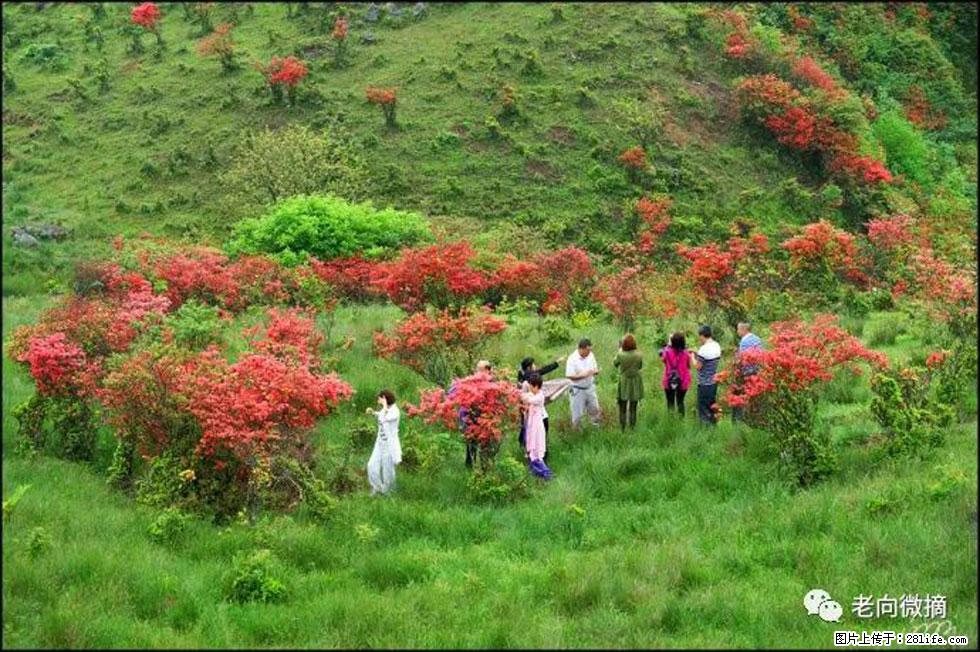 【春天，广西桂林灌阳县向您发出邀请！】宝盖山上映山红 - 游山玩水 - 黑河生活社区 - 黑河28生活网 heihe.28life.net