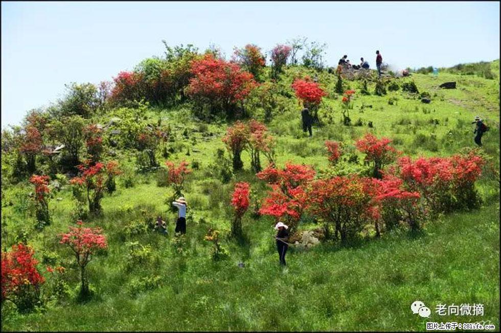 【春天，广西桂林灌阳县向您发出邀请！】宝盖山上映山红 - 游山玩水 - 黑河生活社区 - 黑河28生活网 heihe.28life.net