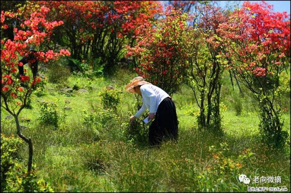 【春天，广西桂林灌阳县向您发出邀请！】宝盖山上映山红 - 游山玩水 - 黑河生活社区 - 黑河28生活网 heihe.28life.net