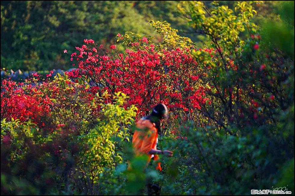 【春天，广西桂林灌阳县向您发出邀请！】春木界上映山红 - 游山玩水 - 黑河生活社区 - 黑河28生活网 heihe.28life.net