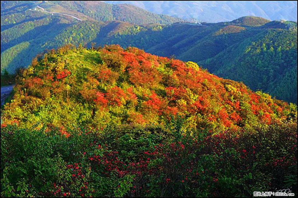 【春天，广西桂林灌阳县向您发出邀请！】春木界上映山红 - 游山玩水 - 黑河生活社区 - 黑河28生活网 heihe.28life.net