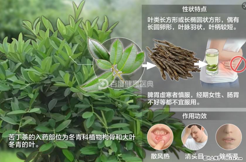 苦丁茶有哪些功效和作用 - 生活百科 - 黑河生活社区 - 黑河28生活网 heihe.28life.net