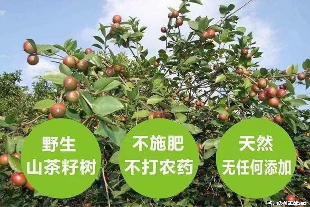 【灌阳县油茶产业示范区】一个有着充实的精神生活的人，对待身外之物自会有一种淡泊的态度 - 土特产 - 饮食特产 - 黑河分类信息 - 黑河28生活网 heihe.28life.net