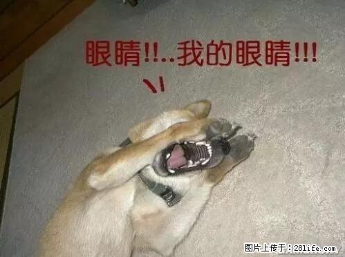 笑癫了！一女的怀孕三年未生，他终于忍不住了... - 娱乐八卦 - 黑河生活社区 - 黑河28生活网 heihe.28life.net