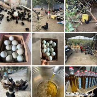 油茶园从小鸡仔开始养起的纯土鸡、土鸡蛋可以预定啦！还有前几天刚榨的纯山茶油哦 - 黑河28生活网 heihe.28life.net