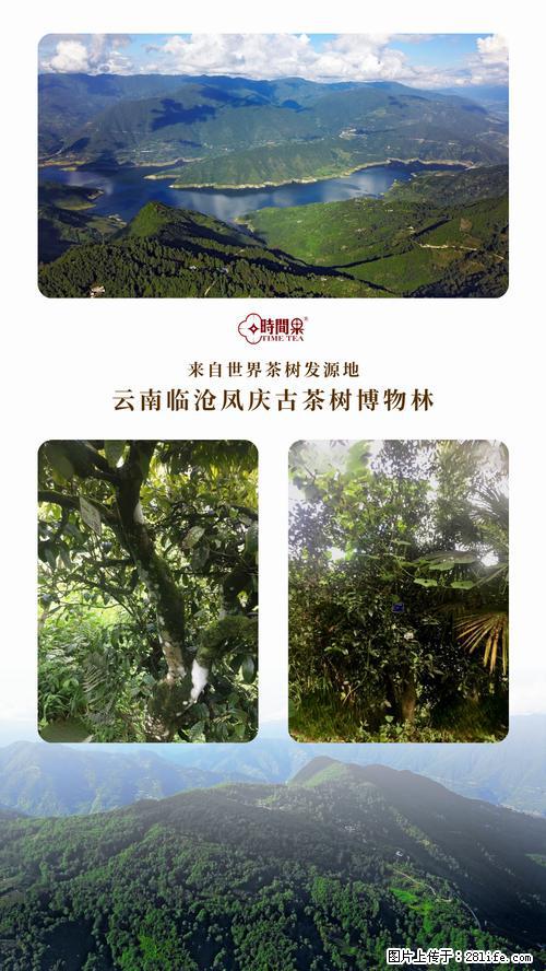 时间果百年古树2025年春红茶 - 购物交流 - 黑河生活社区 - 黑河28生活网 heihe.28life.net