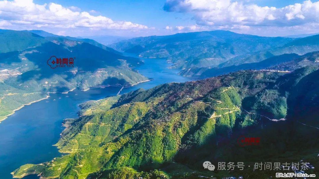 时间果百年古树龙珠普洱生茶 - 购物交流 - 黑河生活社区 - 黑河28生活网 heihe.28life.net