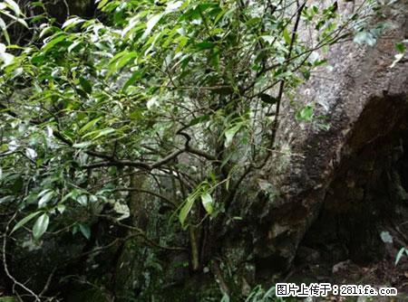 平乐石崖茶，珍贵仅次于金花茶 - 黑河生活资讯 - 黑河28生活网 heihe.28life.net