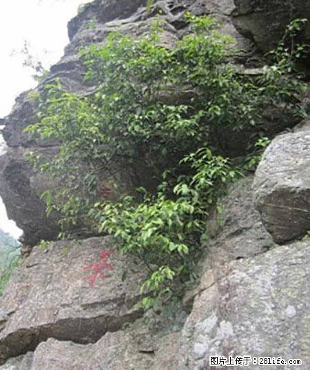 平乐石崖茶，珍贵仅次于金花茶 - 黑河生活资讯 - 黑河28生活网 heihe.28life.net