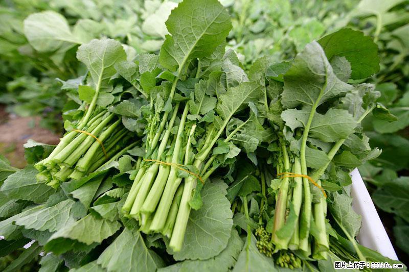 这些蔬菜是“天然钙片”，这6种被医生重点推荐 - 黑河生活资讯 - 黑河28生活网 heihe.28life.net
